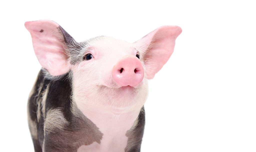 Schweinchen