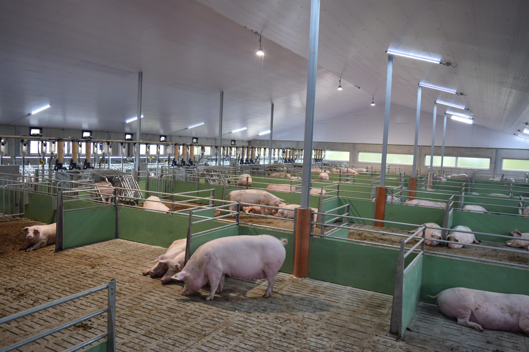 Abferkelstall - Deck- Wartestall - Jyga Fütterung