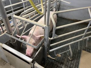 Bewegungsbucht Gerade