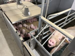 Bewegungsbucht Gerade