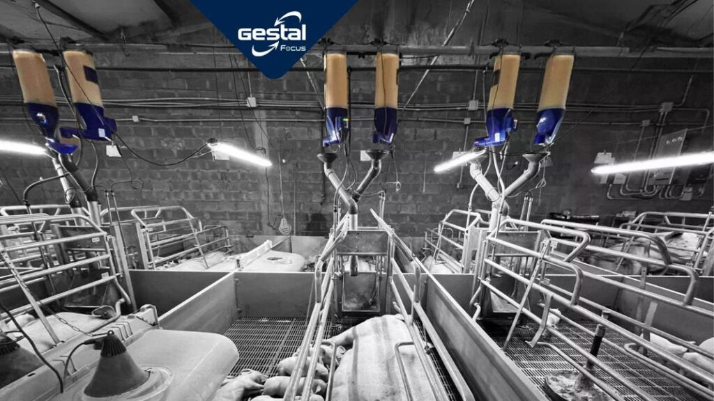 Gestal Focus